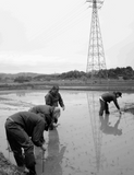 【日本酒】Domaine Aoi 長岡　　新潟県葵酒造